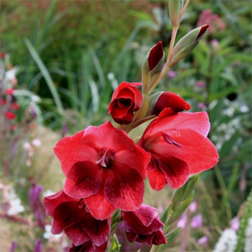 Gladiolus papilio Ruby (Floração)