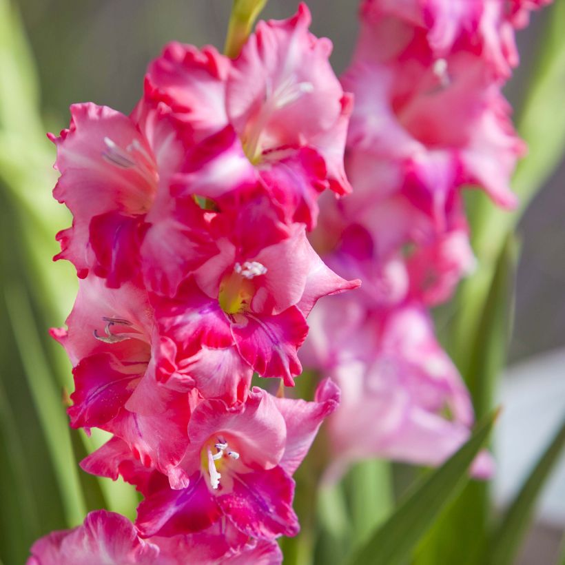 Gladiolus tubergenii Charm (Floração)