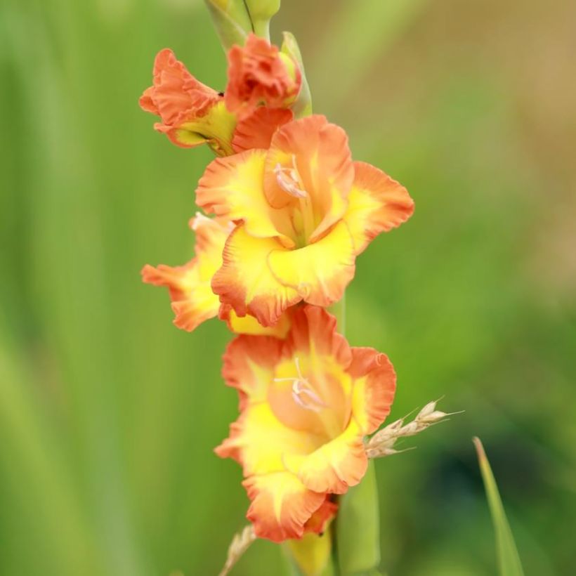 Gladíolo Princess Margaret Rose (Floração)