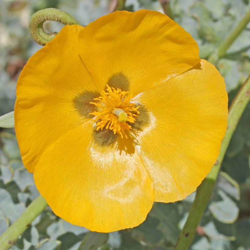 Glaucium flavum (Floração)