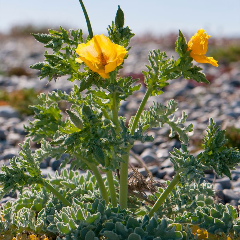 Glaucium flavum (Hábito)