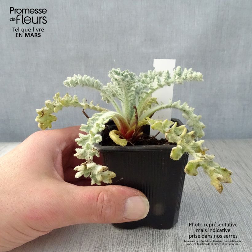 Amostra de Glaucium flavum Vaso de 8/9 cm tal como entregue na primavera