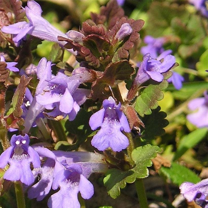 Glechoma hederacea (Floração)