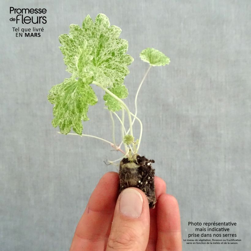 Amostra de Glechoma hederacea Dappled Light - Lierre terrestre panaché Mini-torrão Ø 1,5/2,5 cm tal como entregue na primavera