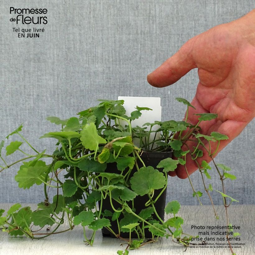 Amostra de Glechoma hederacea Vaso de 8/9 cm tal como entregue no verão