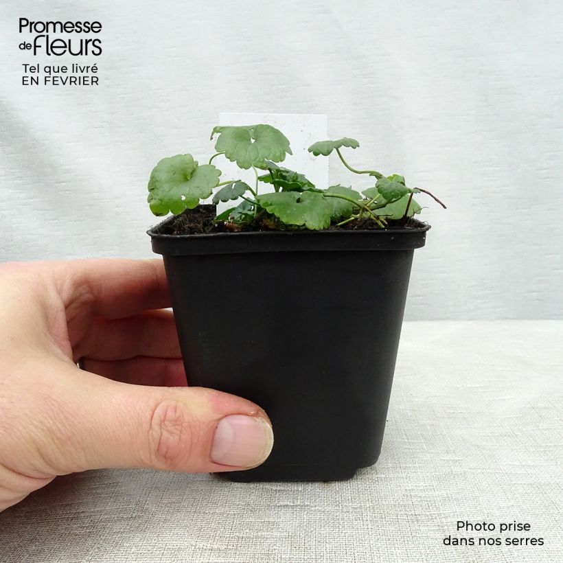 Amostra de Glechoma hederacea Vaso de 8/9 cm tal como entregue no inverno