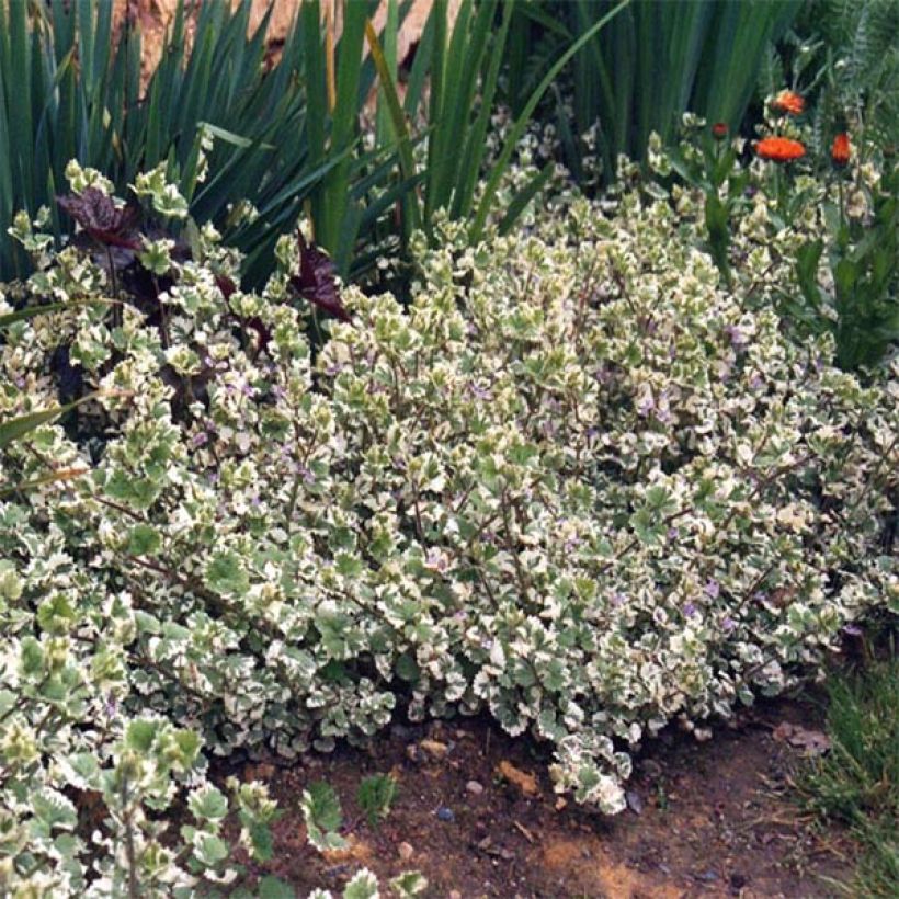 Glechoma hederacea Variegata (Folhagem)