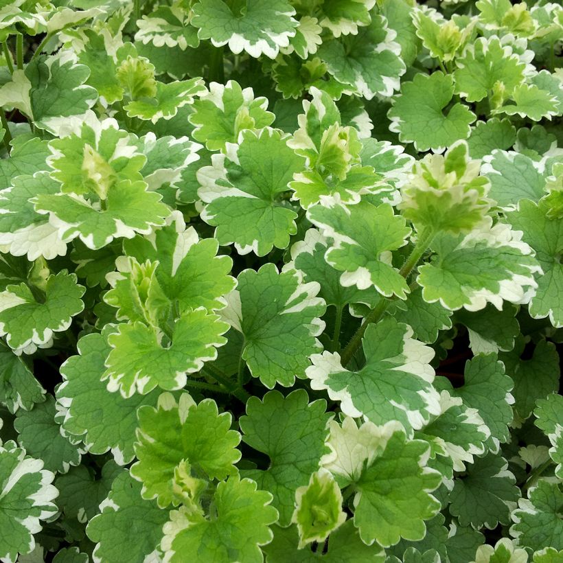 Glechoma hederacea Variegata (Folhagem)