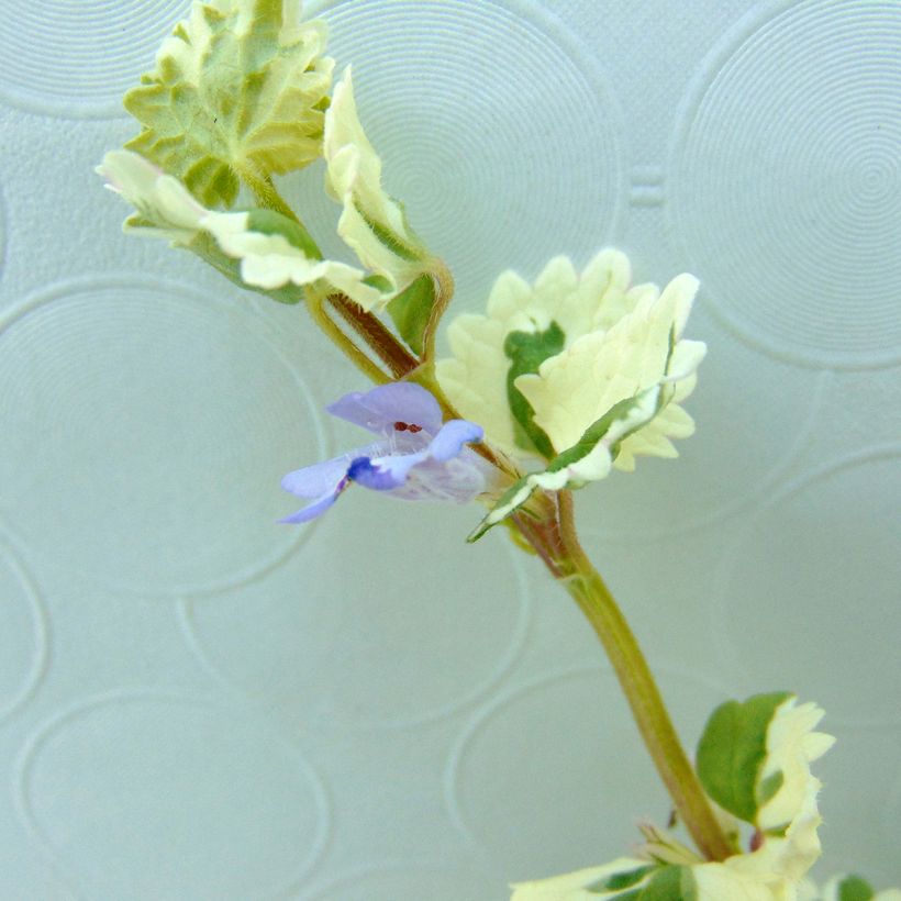 Glechoma hederacea Variegata (Floração)