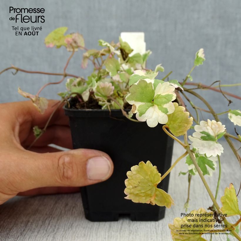 Amostra de Glechoma hederacea Variegata Vaso de 8/9 cm tal como entregue no verão