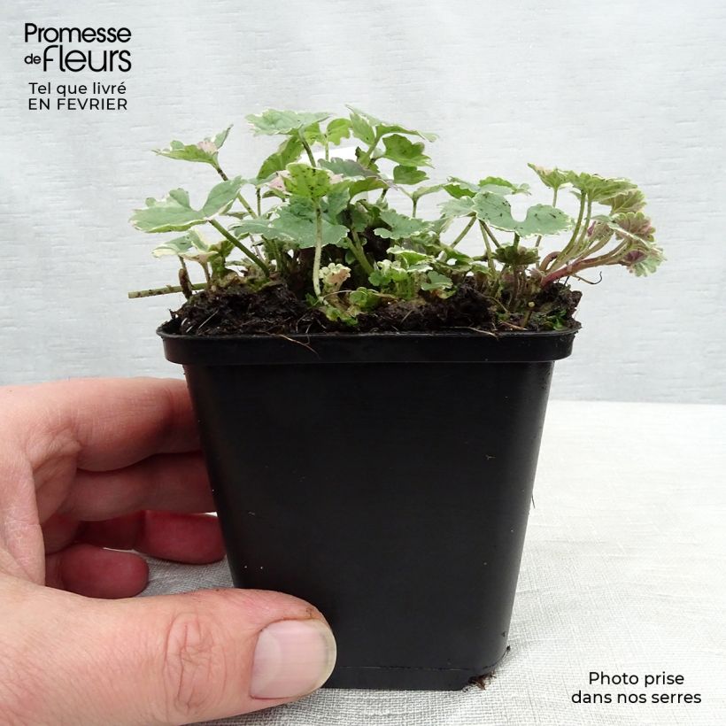 Amostra de Glechoma hederacea Variegata Vaso de 8/9 cm tal como entregue no inverno