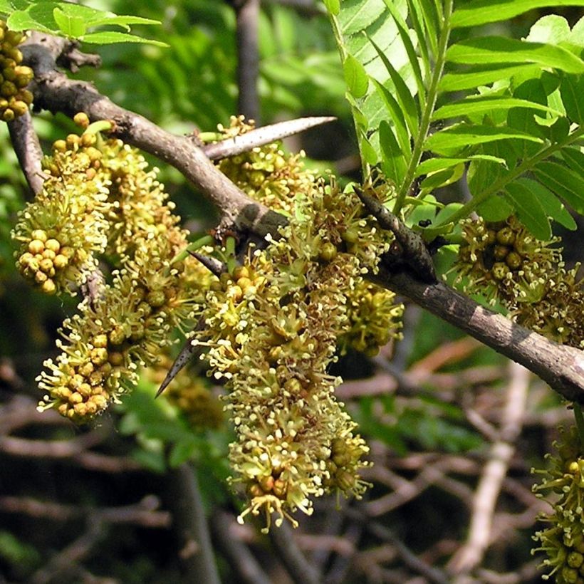 Gleditsia triacanthos (Floração)