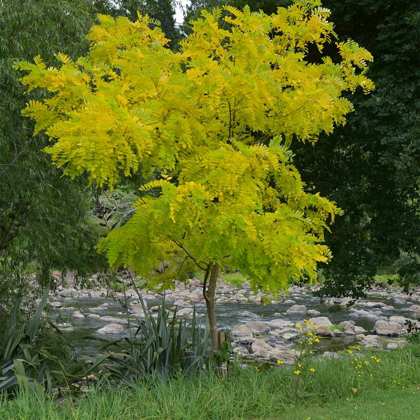 Gleditsia triacanthos Elegantissima (Hábito)