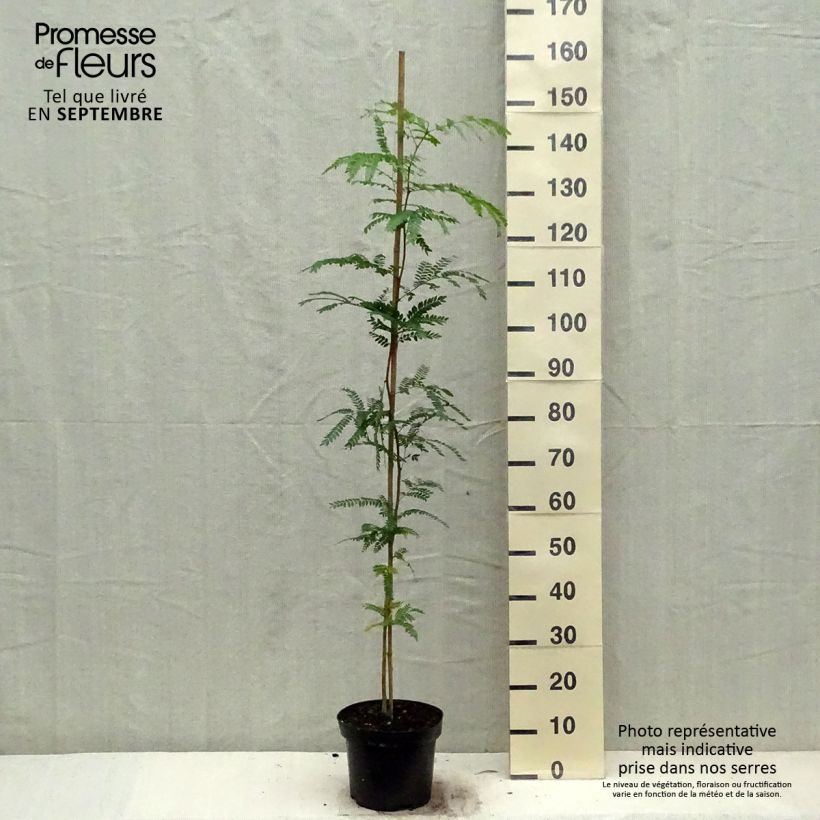 Amostra de Gleditsia triacanthos Vaso de 4 L/5 L tal como entregue no outono