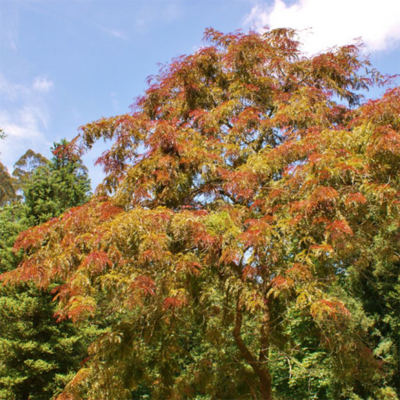 Gleditsia triacanthos Rubylace (Hábito)