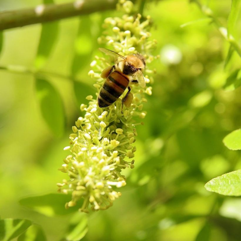 Gleditsia triacanthos Shademaster (Floração)