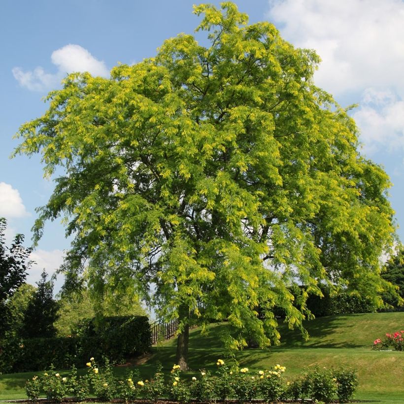 Gleditsia triacanthos Shademaster (Hábito)