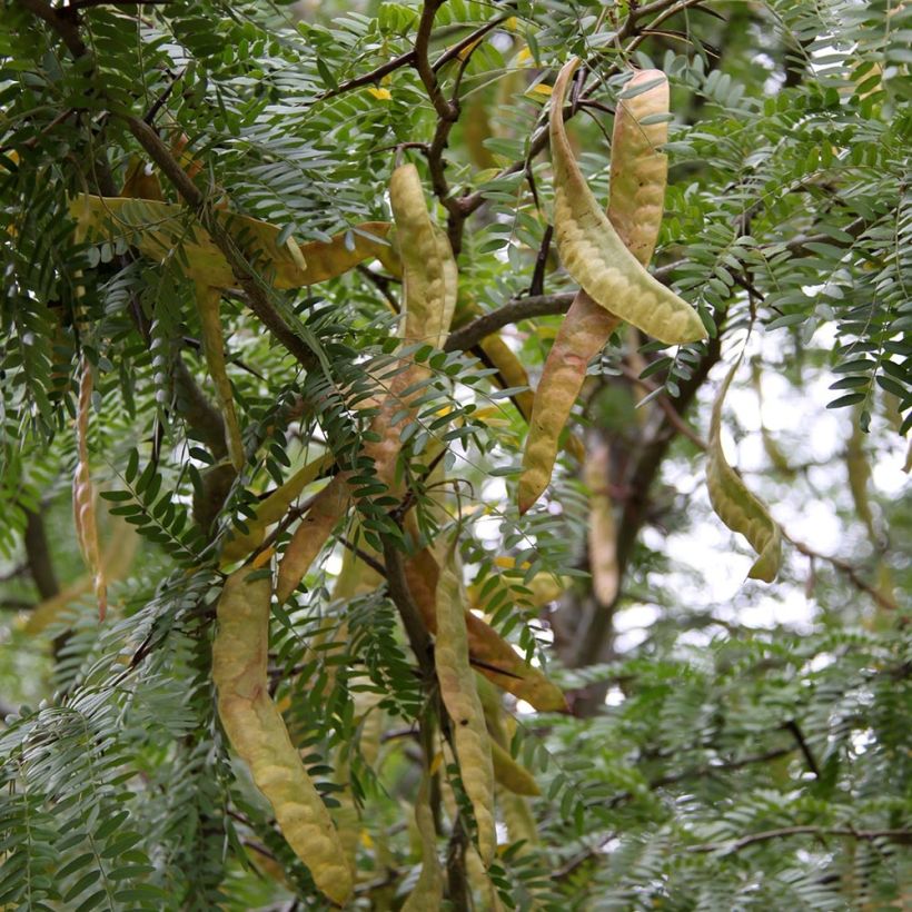 Gleditsia triacanthos Skyline (Colheita)