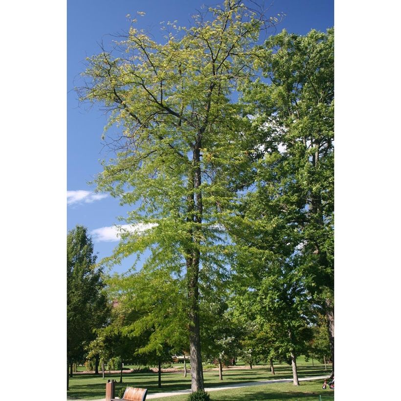 Gleditsia triacanthos Skyline (Hábito)