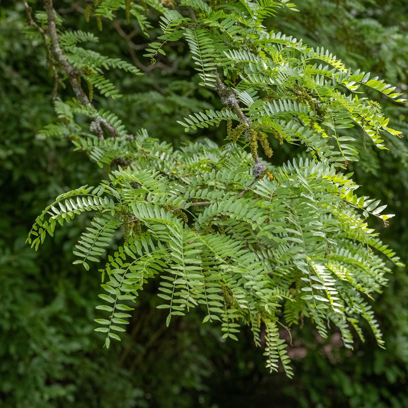 Gleditsia triacanthos Skyline (Folhagem)
