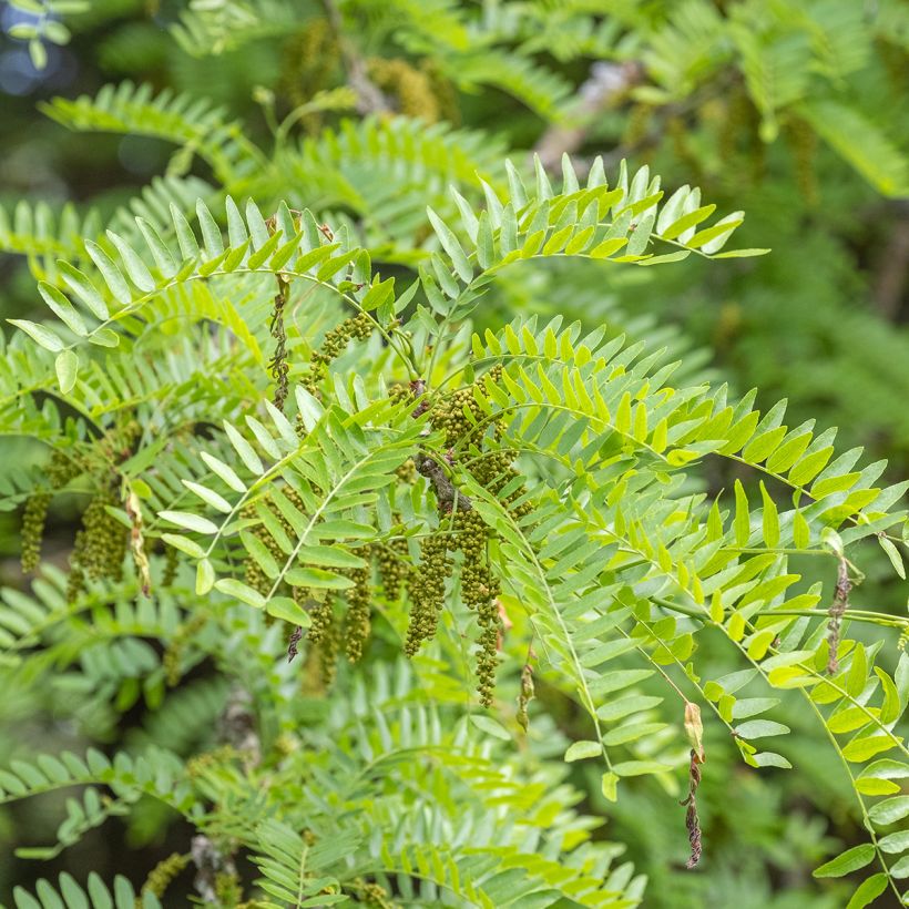 Gleditsia triacanthos Skyline (Floração)