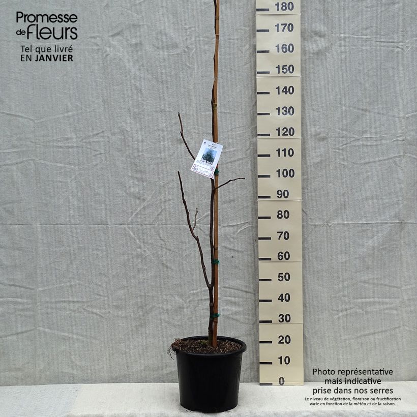 Amostra de Gleditsia triacanthos Skyline - Févier d'Amérique Vaso de 12 L/15 L tal como entregue no inverno