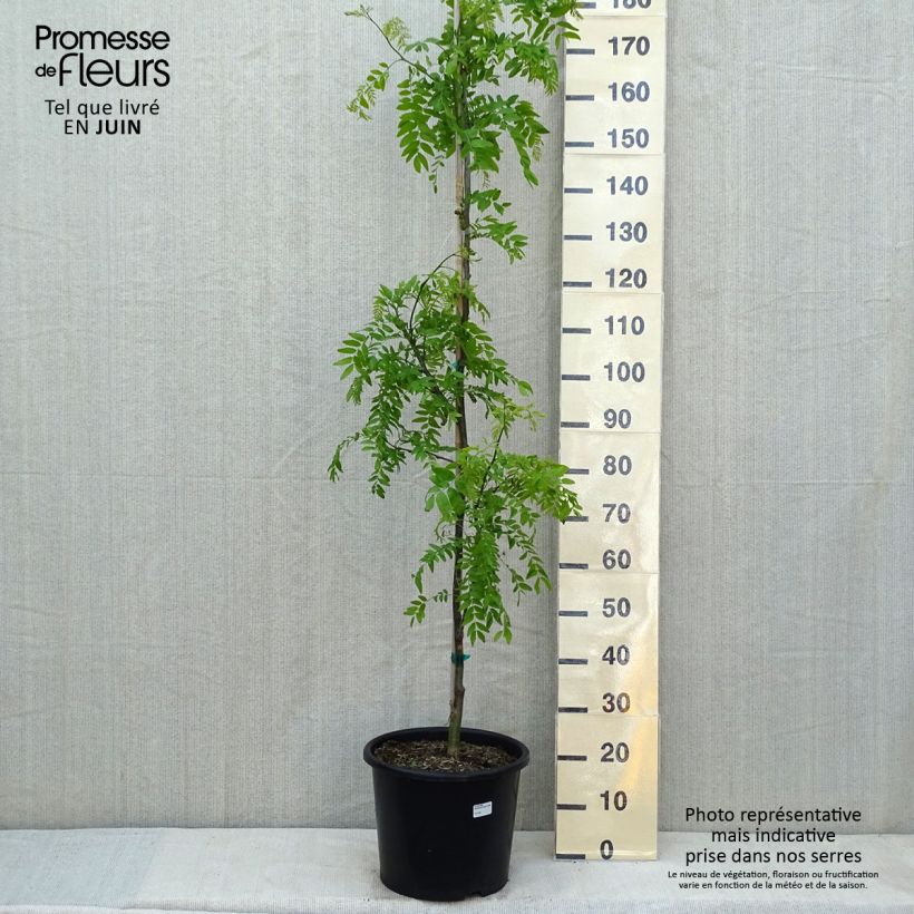 Amostra de Gleditsia triacanthos Skyline Vaso de 12 L/15 L, Brasão tal como entregue na primavera
