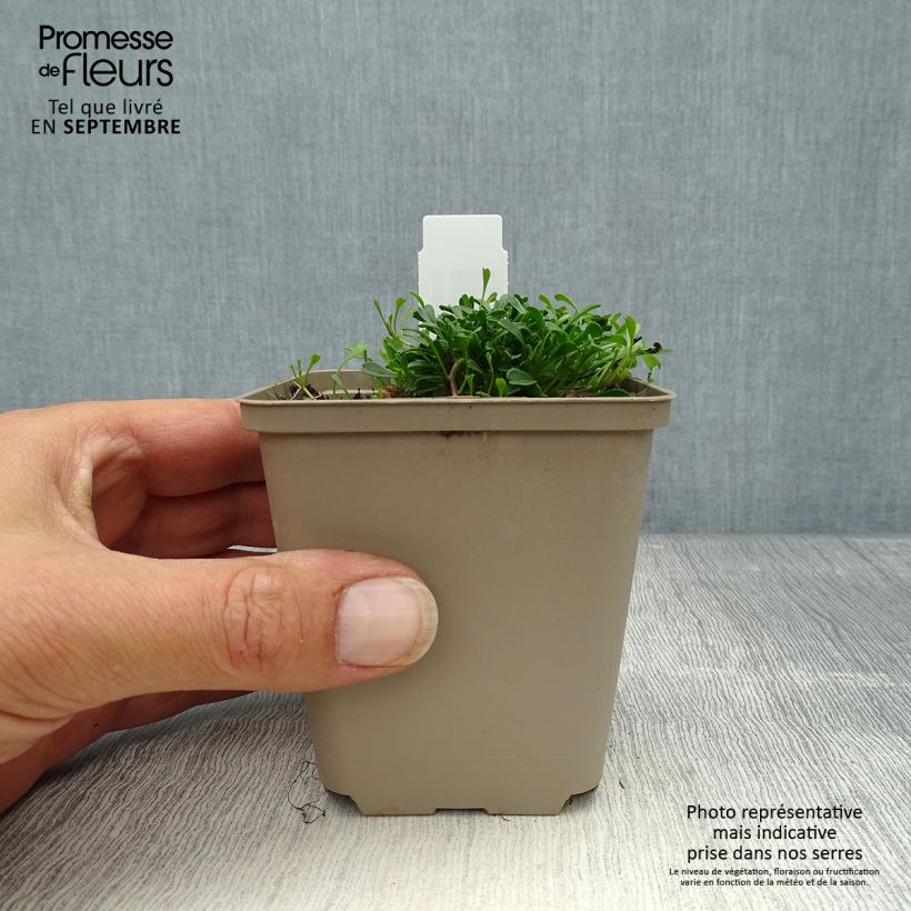 Amostra de Globularia cordifolia Vaso de 8/9 cm tal como entregue no outono