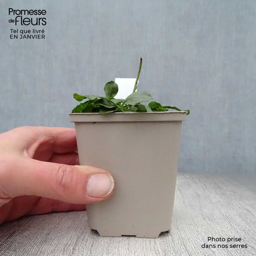 Amostra de Globularia punctata - Globulaire commune Vaso de 8/9 cm tal como entregue no inverno