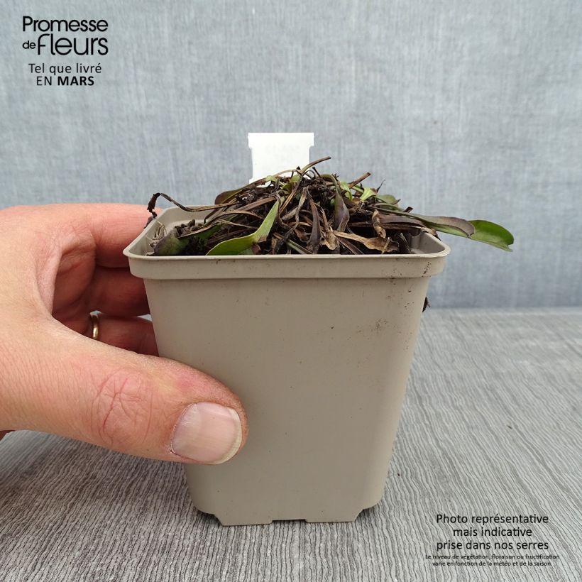 Amostra de Globularia trichosantha Vaso de 8/9 cm tal como entregue no inverno