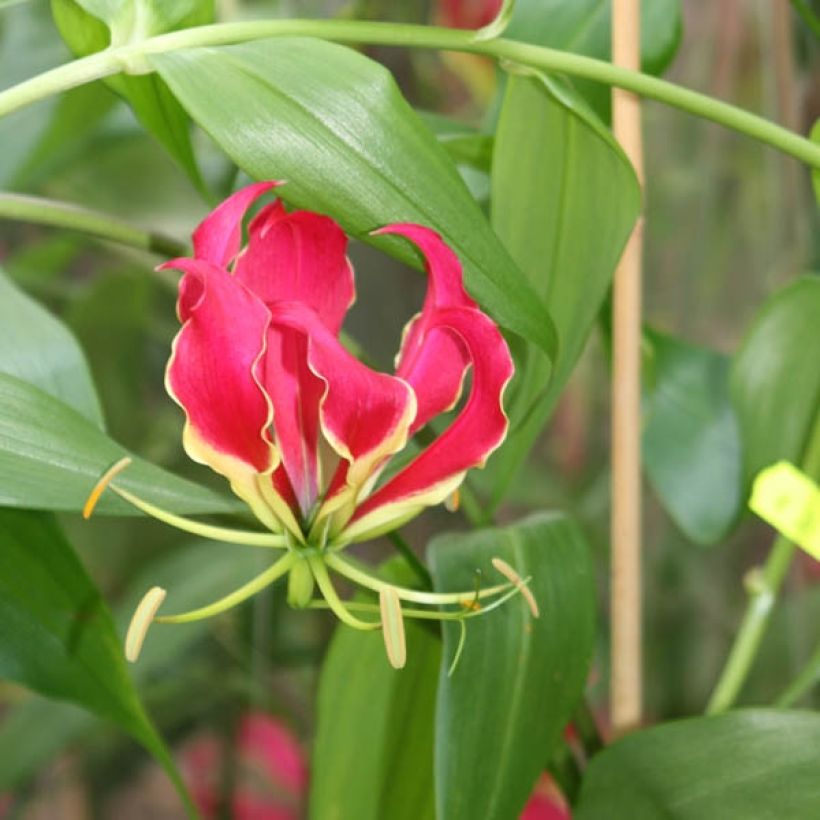Gloriosa superba var. rothschildiana (Floração)