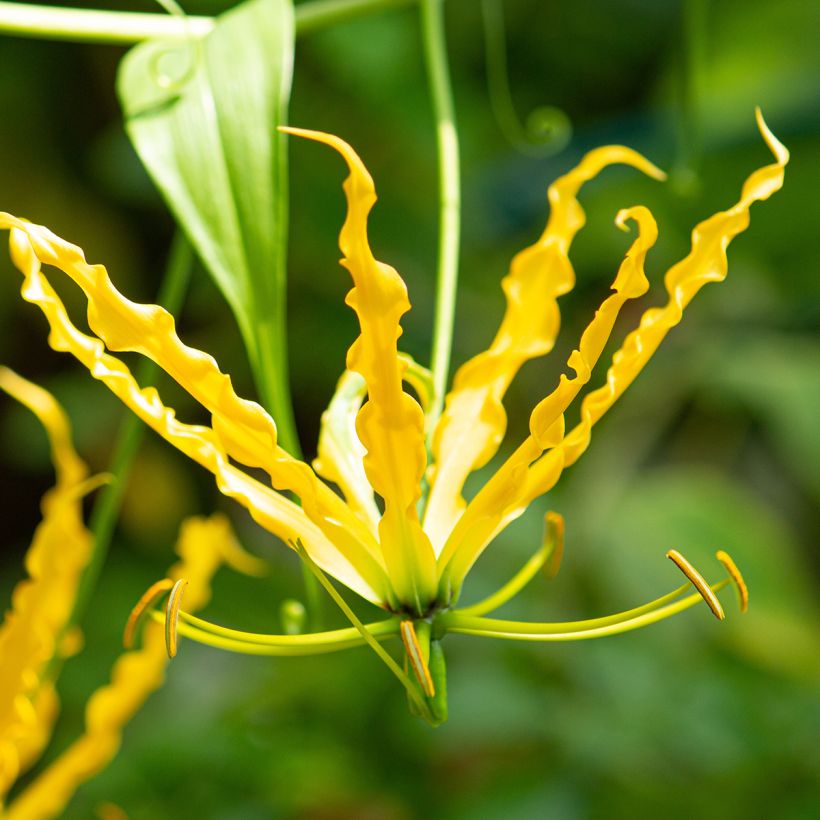 Gloriosa lutea - Lírio-trepador (Floração)