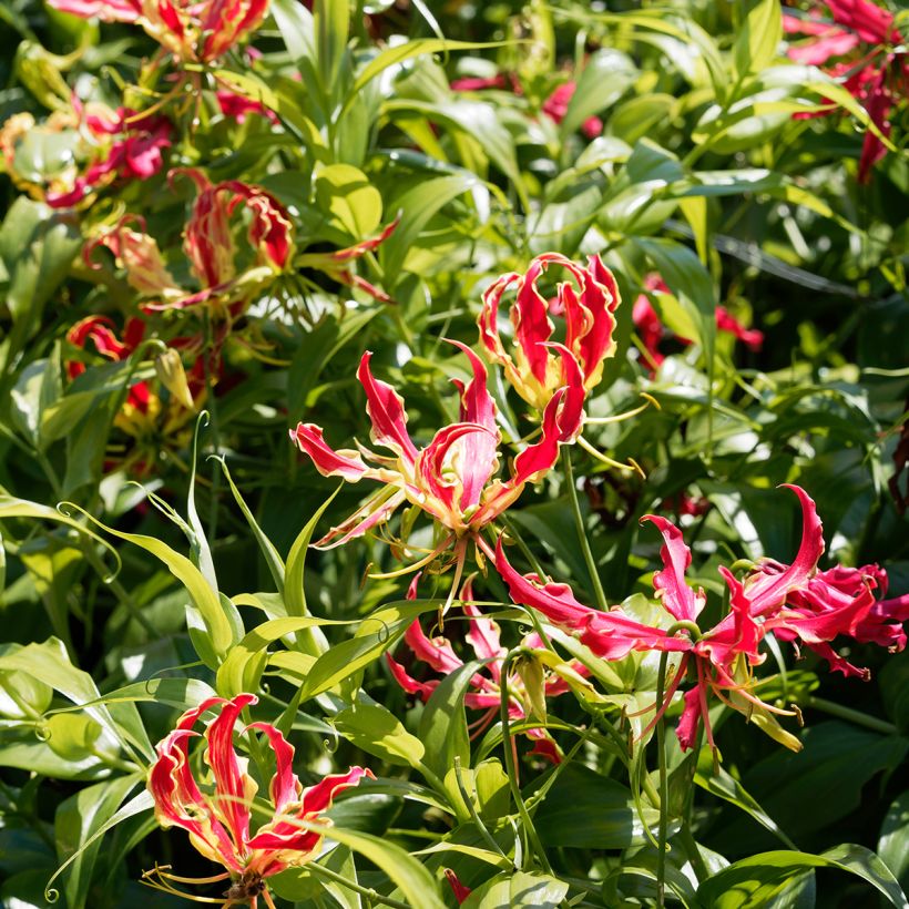 Gloriosa superba var. rothschildiana (Hábito)