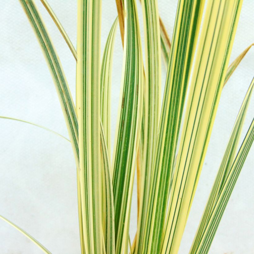Glyceria maxima Variegata (Folhagem)