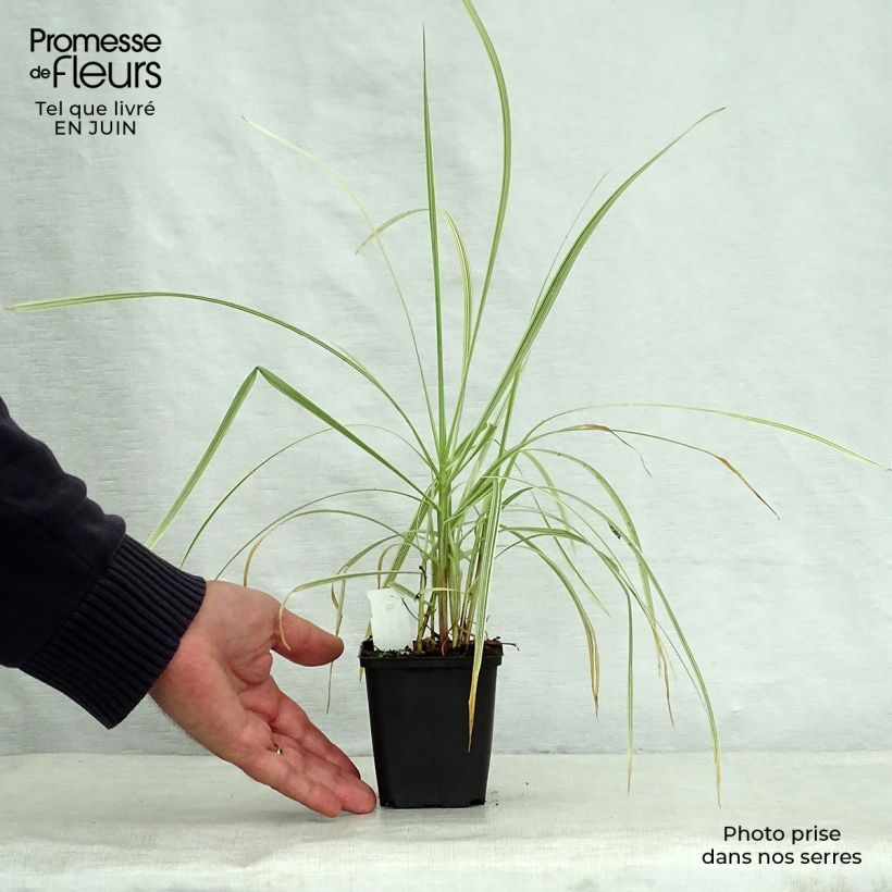 Amostra de Glyceria maxima Variegata Vaso de 8/9 cm tal como entregue no verão