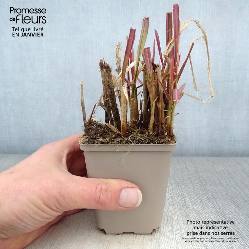 Amostra de Glyceria maxima Variegata - Glycerie panachée Vaso de 8/9 cm tal como entregue no inverno