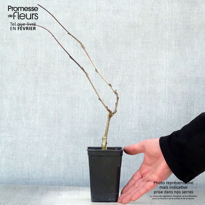 Amostra de Glycine Grande Diva Barbara - Wisteria (x) venusta Vaso de 1 L/1,5 L tal como entregue no inverno