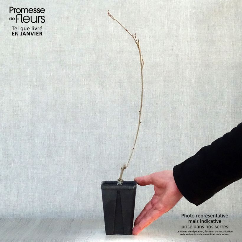 Amostra de Wisteria Grande Diva Cecilia - Glicínia Vaso de 8/9 cm tal como entregue no inverno