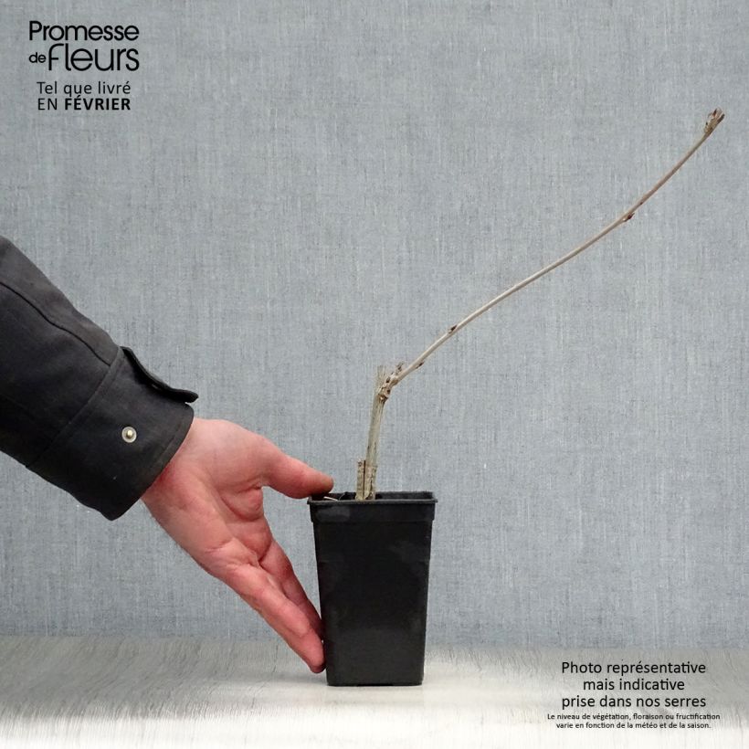 Amostra de Glycine Grande Diva Maria - Wisteria (x) venusta Vaso de 1 L/1,5 L tal como entregue no inverno