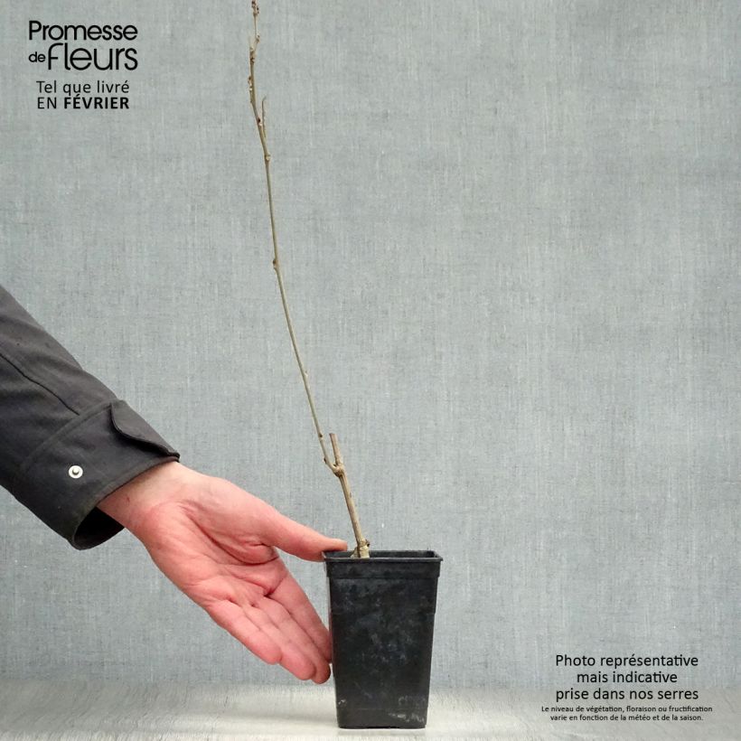 Amostra de Glycine Grande Diva Nathalie - Wisteria (x) venusta Vaso de 1 L/1,5 L tal como entregue no inverno