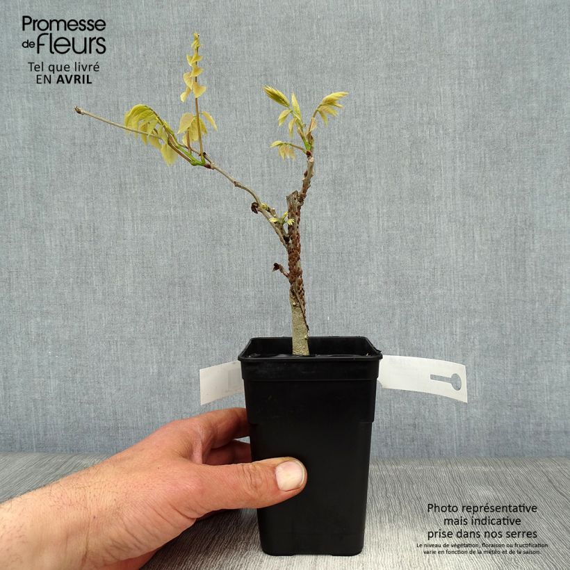 Amostra de Wisteria Grande Diva Nathalie - Glicínia Vaso de 1 L/1,5 L tal como entregue na primavera