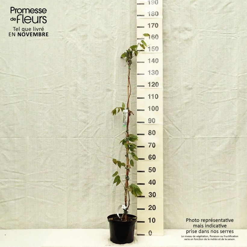 Amostra de Wisteria brachybotrys White Silk - Glicínia Vaso de 4 L/5 L tal como entregue no outono