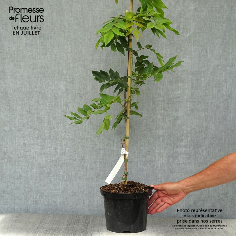 Amostra de Wisteria brachybotrys White Silk - Glicínia Vaso de 4 L/5 L tal como entregue no verão