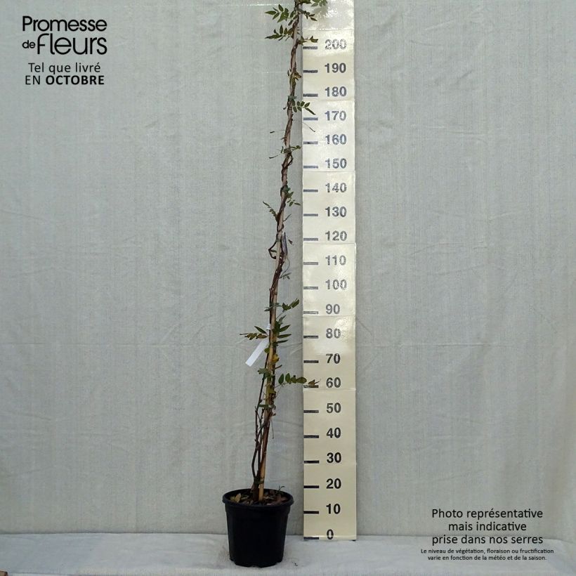 Amostra de Wisteria brachybotrys Yokohama Fuji - Glicínia Vaso de 7,5 L/10 L tal como entregue no outono