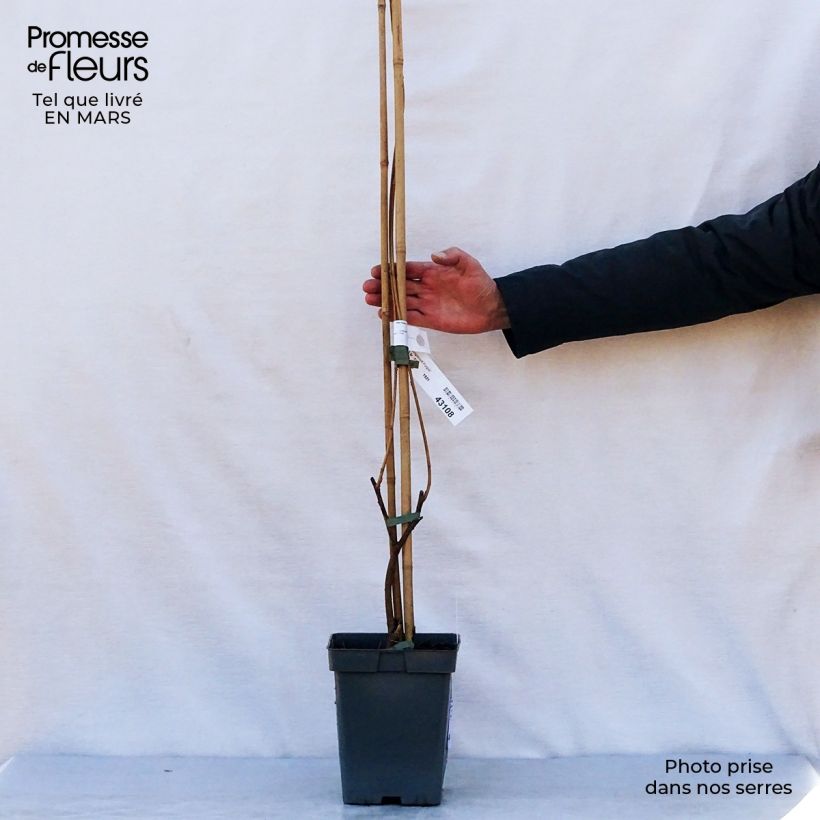 Amostra de Wisteria × frutescens Longwood Purple - Glicínia Vaso de 3 L/4 L tal como entregue na primavera