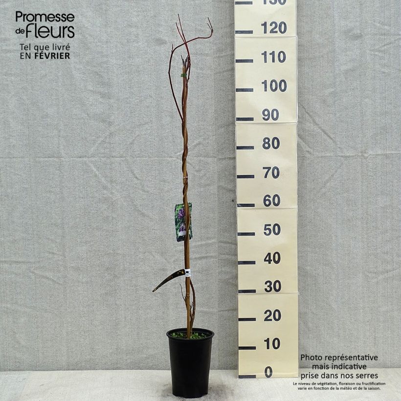 Amostra de Glycine - Wisteria frutescens Longwood Purple Vaso de 3 L/4 L tal como entregue no inverno