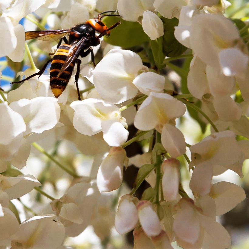 Wisteria frutescens var. macrostachya Clara Mack - Glicínia americana (Floração)