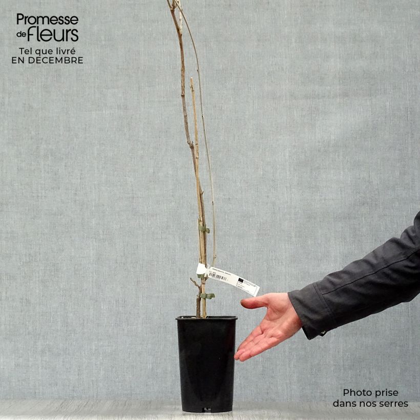 Amostra de Glycine d'été - Millettia japonica Satsuma Vaso de 2 L/3 L tal como entregue no inverno