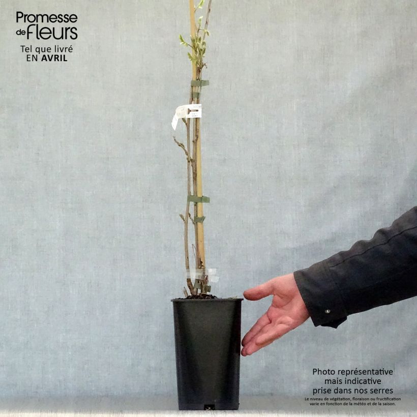 Amostra de Wisteria sinensis Caroline - Glicínia Vaso de 2 L/3 L tal como entregue na primavera