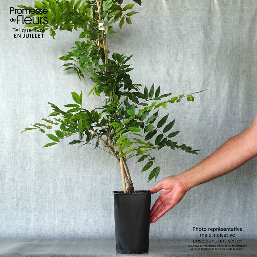 Amostra de Wisteria sinensis Alba - Glicínia Vaso de 2 L/3 L tal como entregue no verão